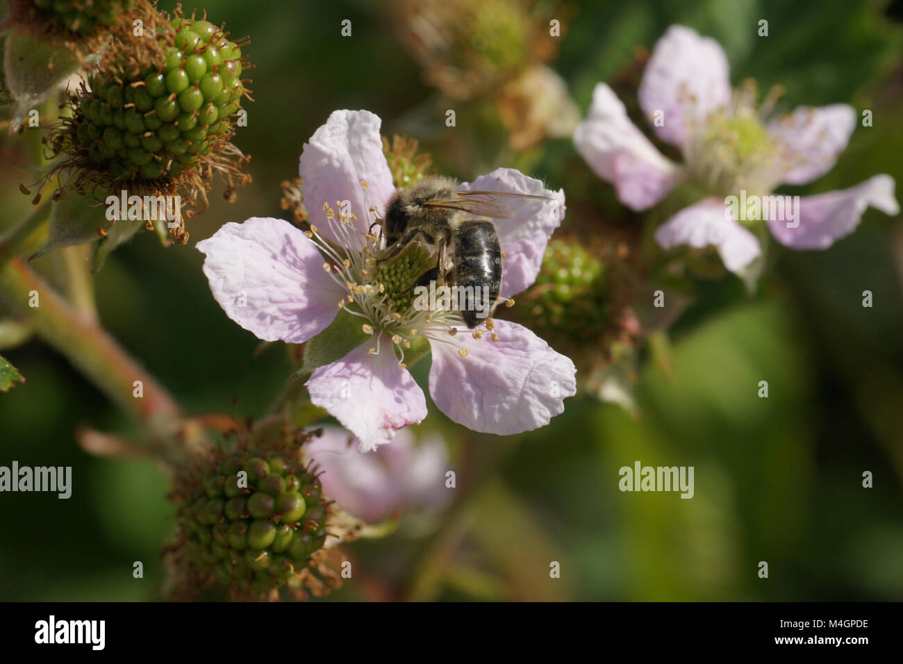 Rubus fruticosus, Blackberry, blossom with bee Stock Photo