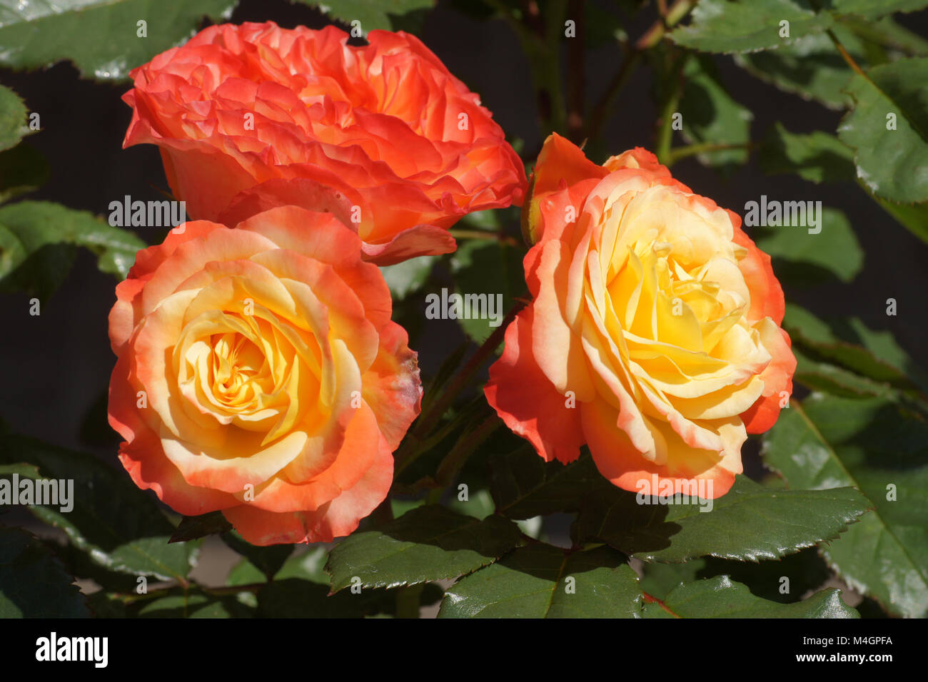 Rosa Bradford, hybrid-rose Stock Photo - Alamy