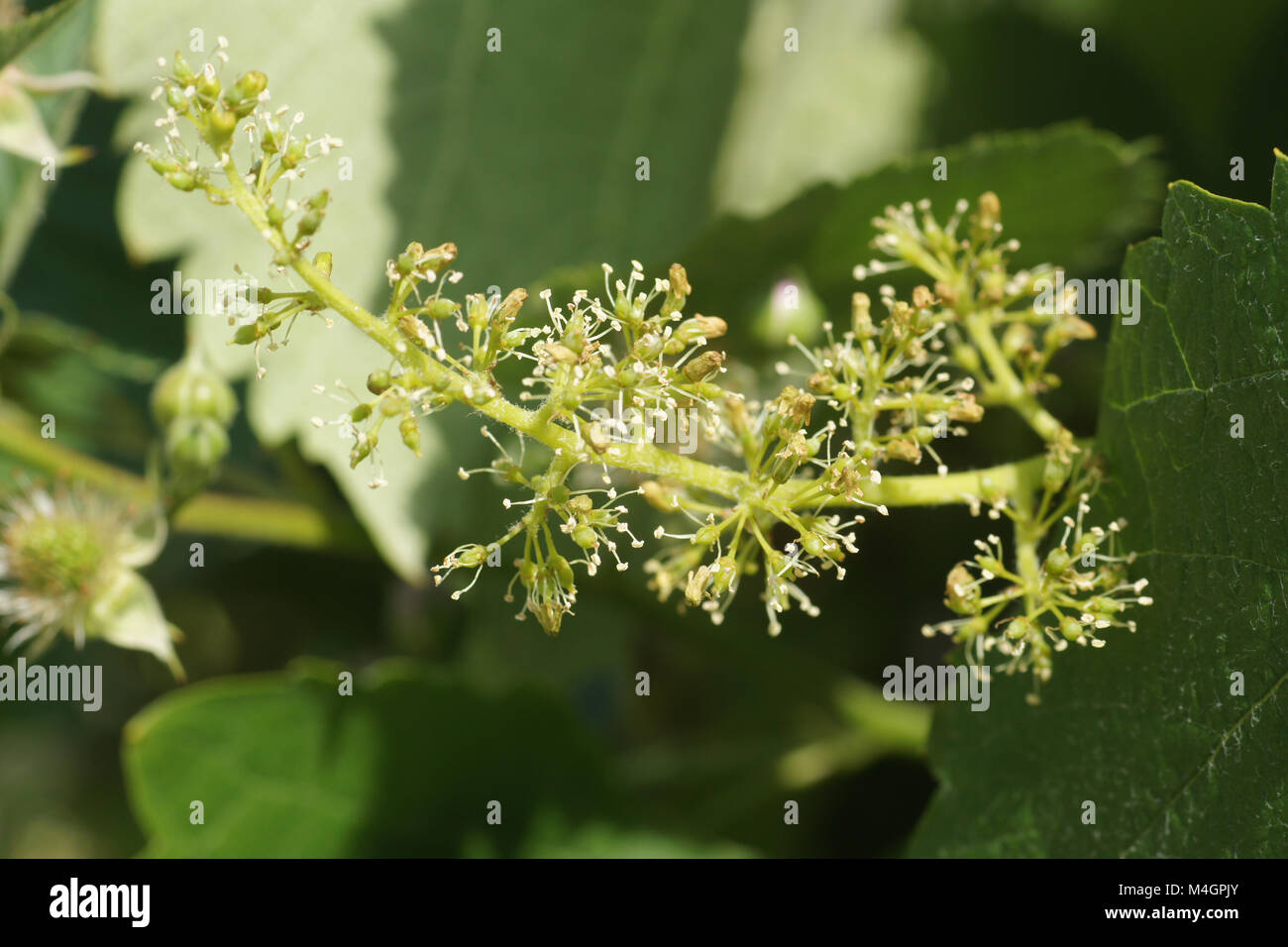 Vitis labrusca, fox grape, blossoms Stock Photo