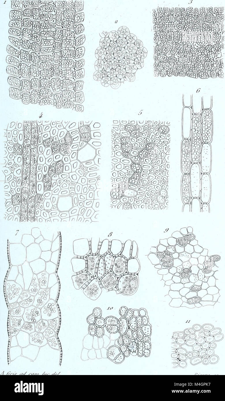 The 'Annales des Sciences Naturelles Botaniques' publishes research on ...