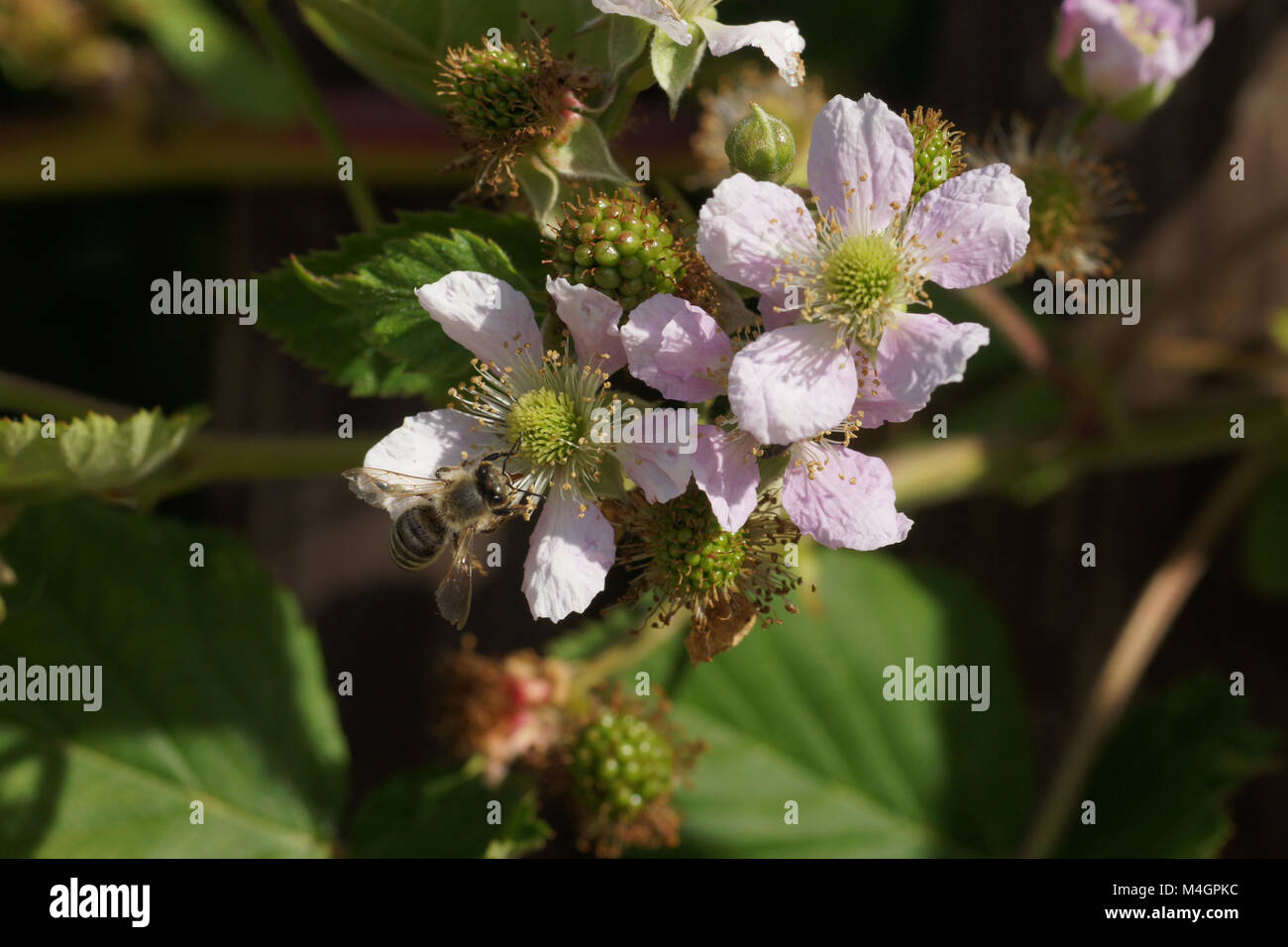 Rubus fruticosus, Blackberry, blossom with bee Stock Photo