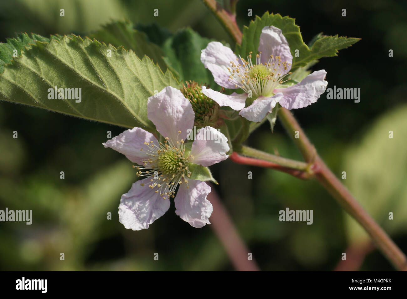 Blackberry prickles hires stock photography and images Alamy