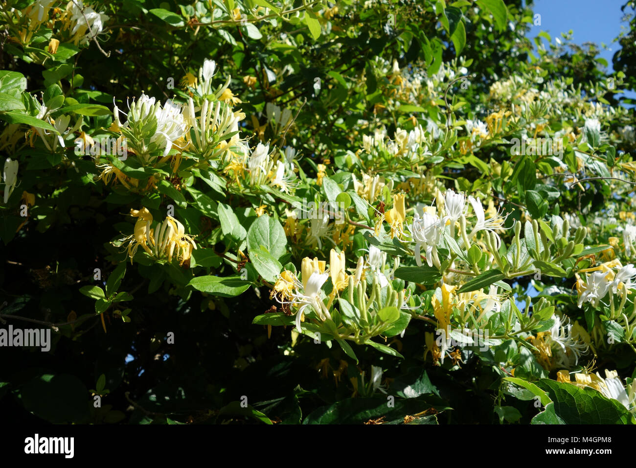 Lonicera caprifolium, italian honeysuckle Stock Photo