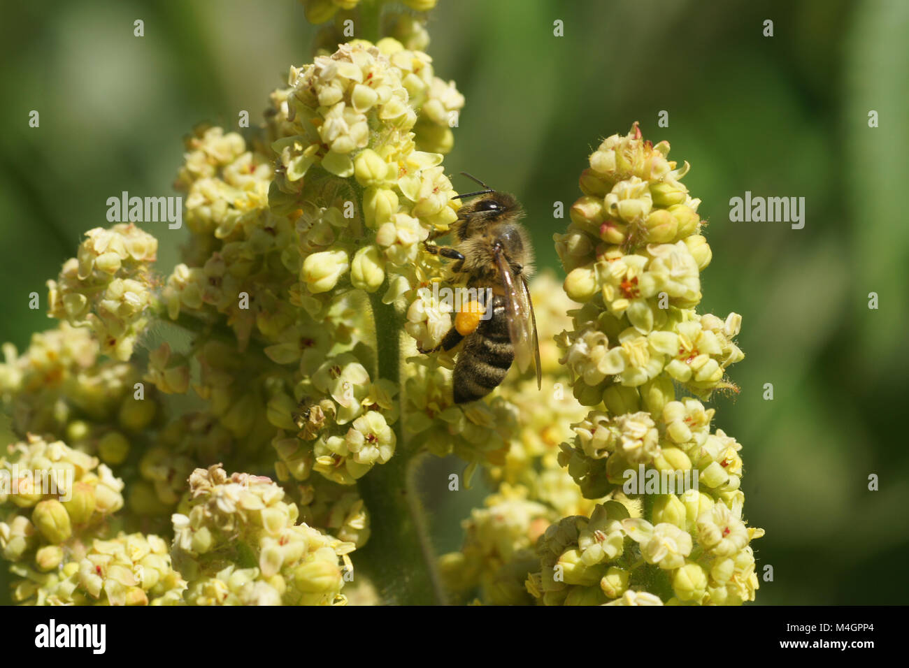 Rhus typhina, Sumac, with bee Stock Photo Alamy