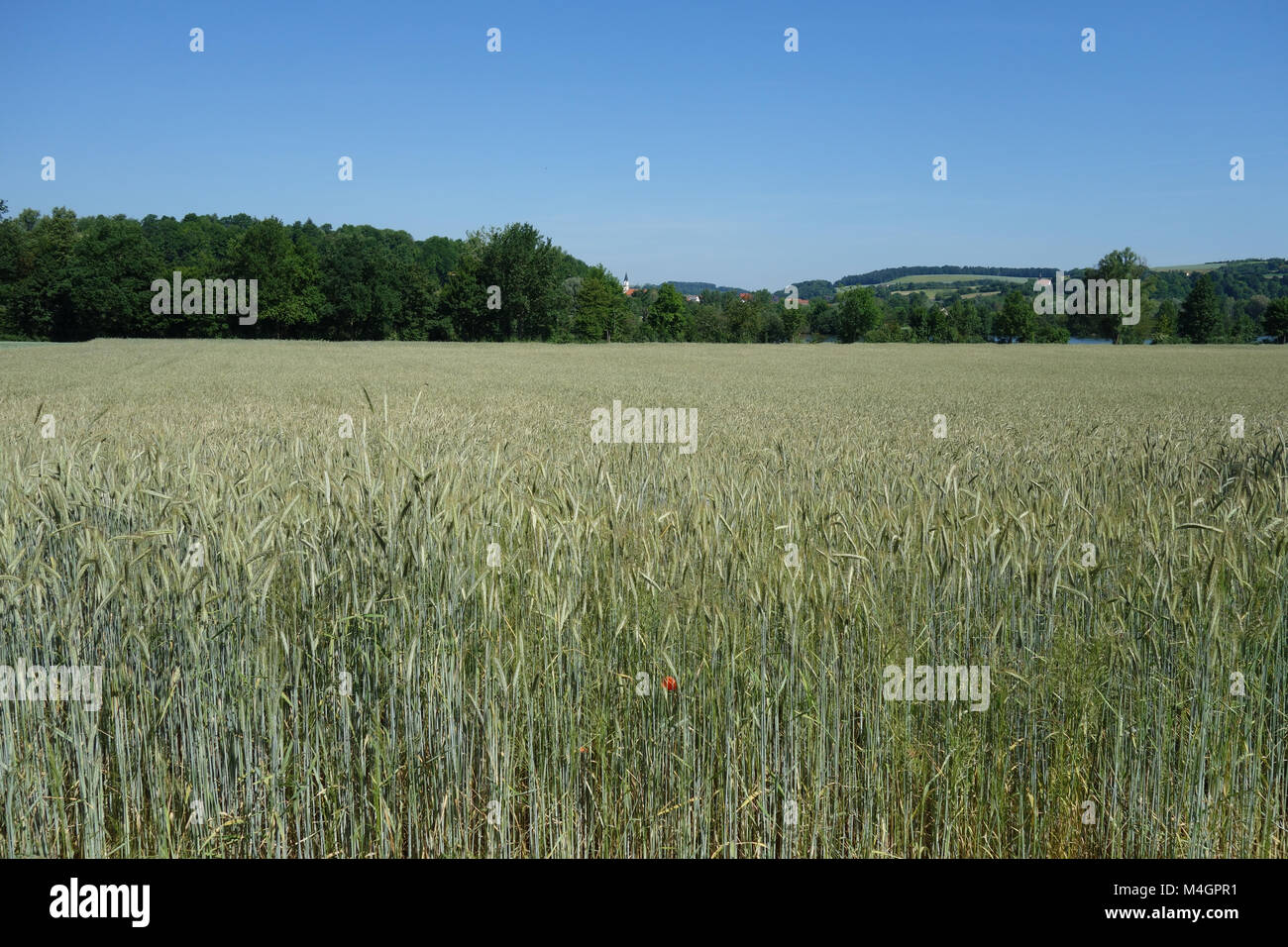 Secale cereale, Rye, flowering Stock Photo - Alamy