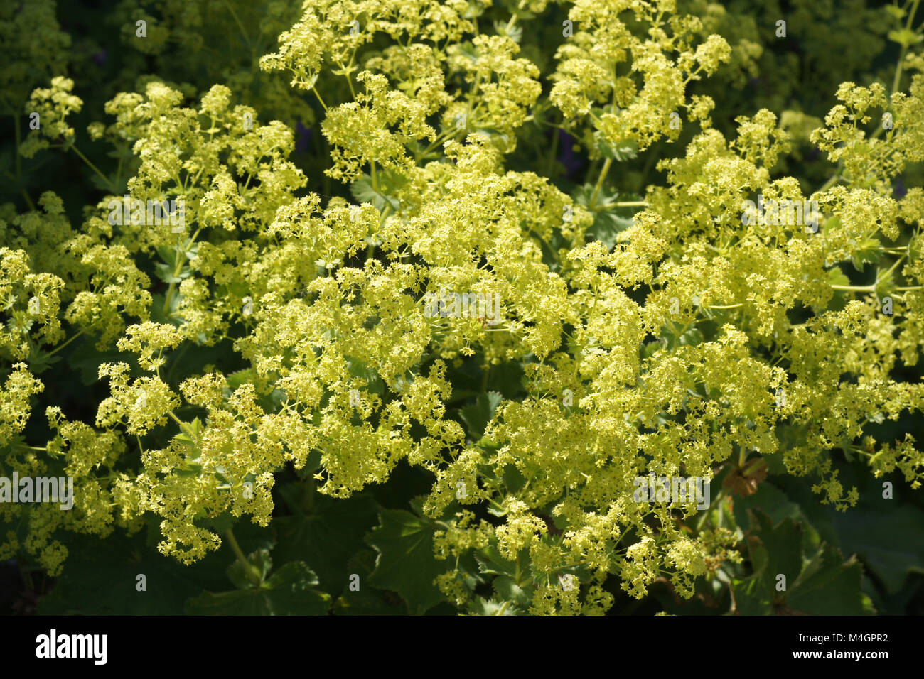 Alchemilla mollis, ladys mantle Stock Photo