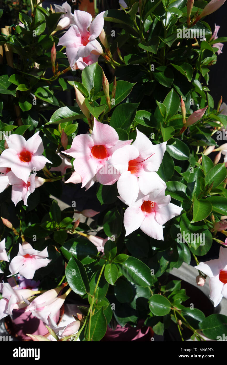 Mandevilla sanderi, Dipladenia, brazilian jasmine Stock Photo Alamy