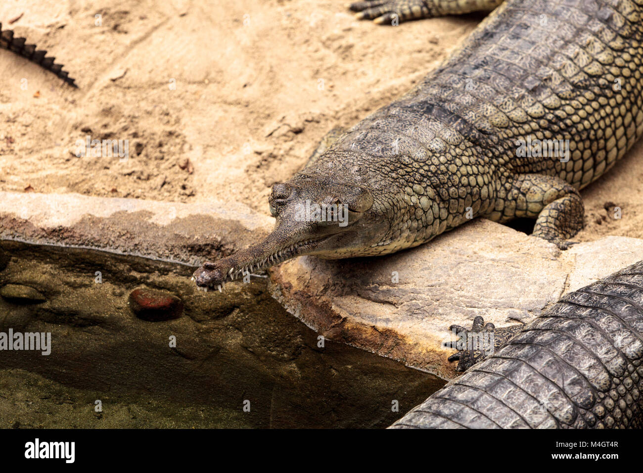 Gharial known as Gavialis gangeticus Stock Photo