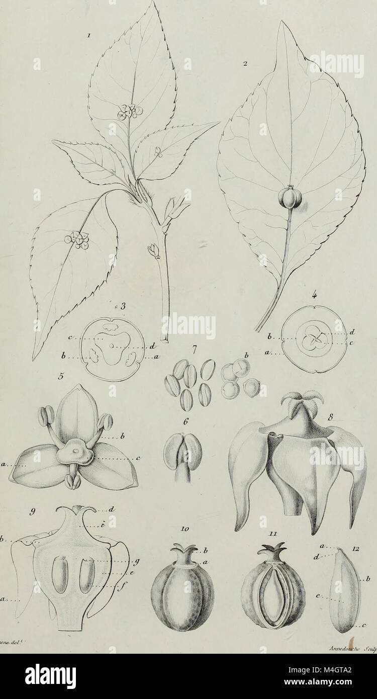 The 1836 edition of the Annales des Sciences Naturelles Botaniques ...