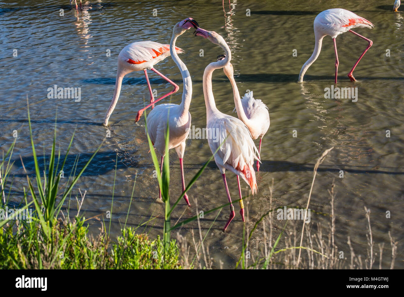 The flamingos gently kissing each other Stock Photo