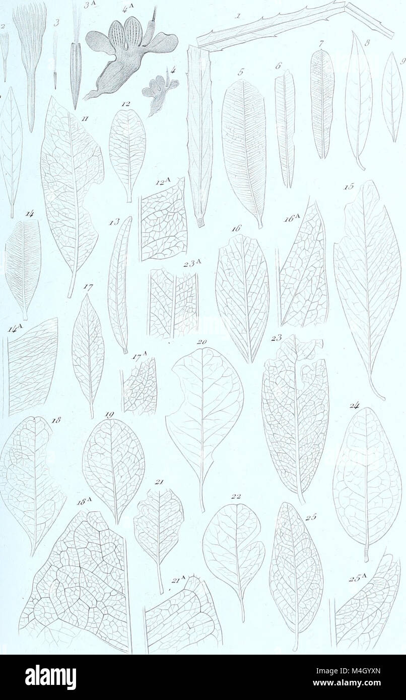 'Annales des Sciences Naturelles Botaniques' is a scientific journal ...