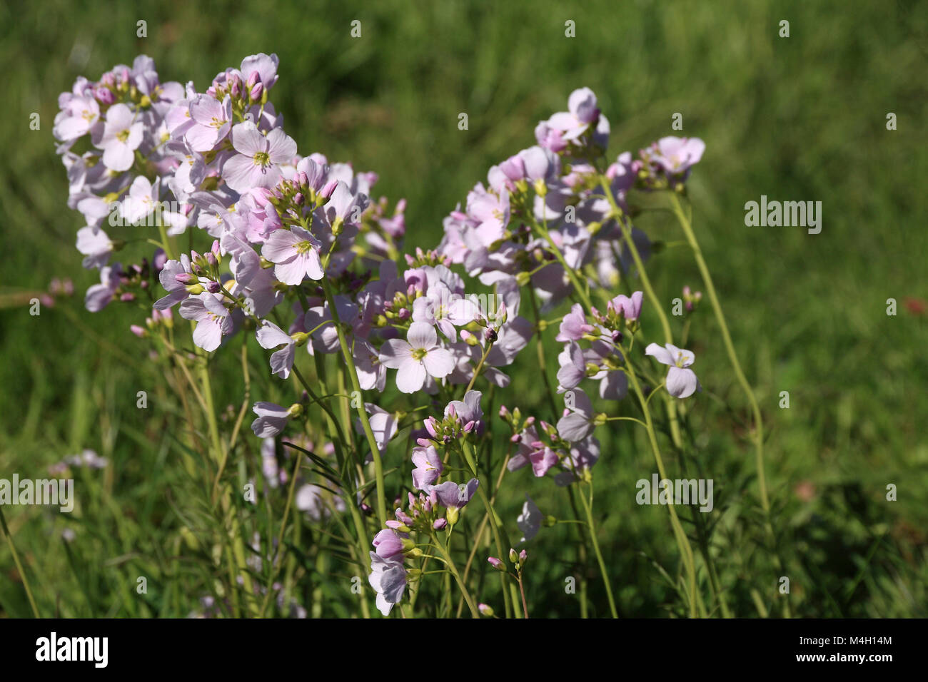 Cuckoo flower Stock Photo
