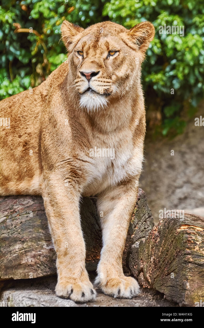 Lioness on the Log Stock Photo