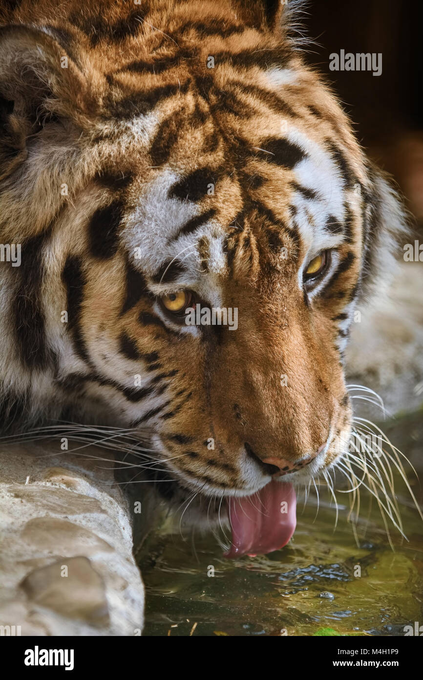 Tiger Drinks Water Stock Photo