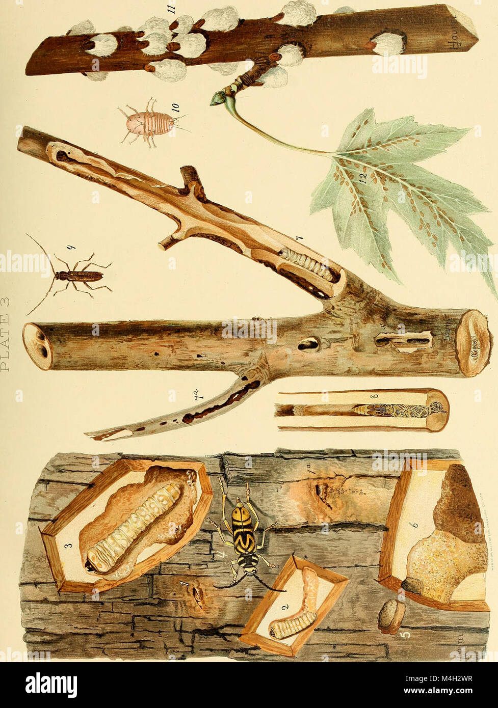 This 1897 annual report from the Commissioners of Fisheries, Game, and ...