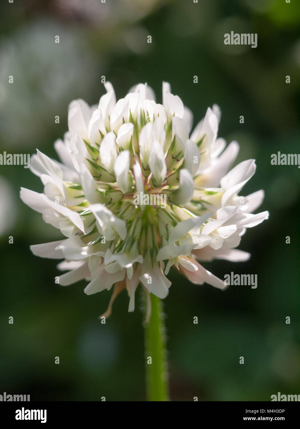 clover flower head up close outside Stock Photo