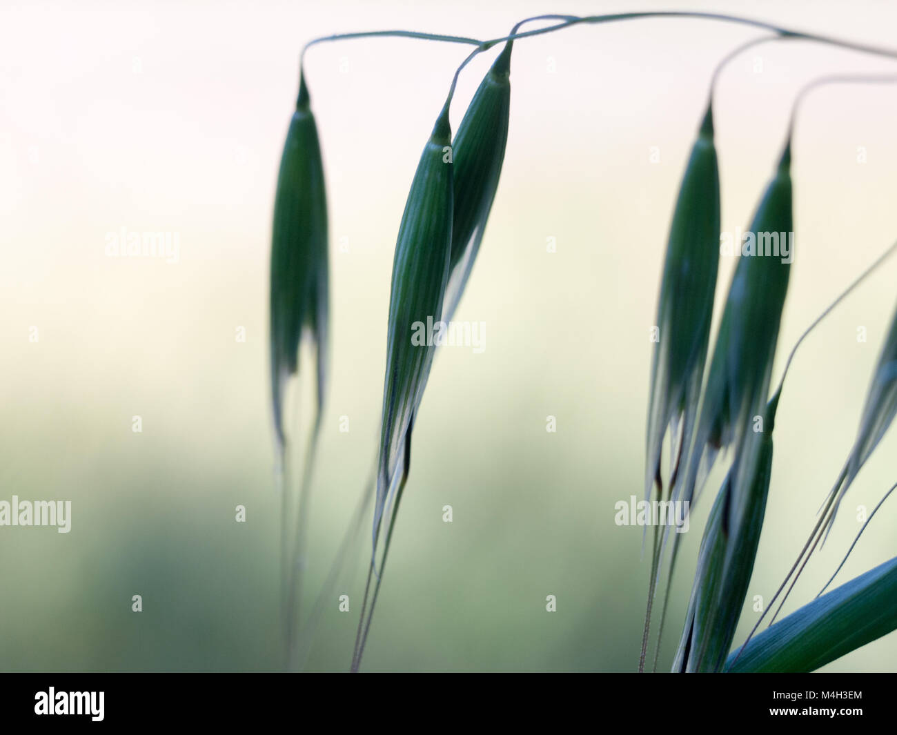 delicate macro of wheat tips Stock Photo