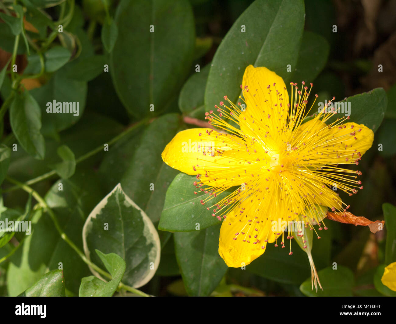 Hypericum calycinum beautiful yellow garden Stock Photo