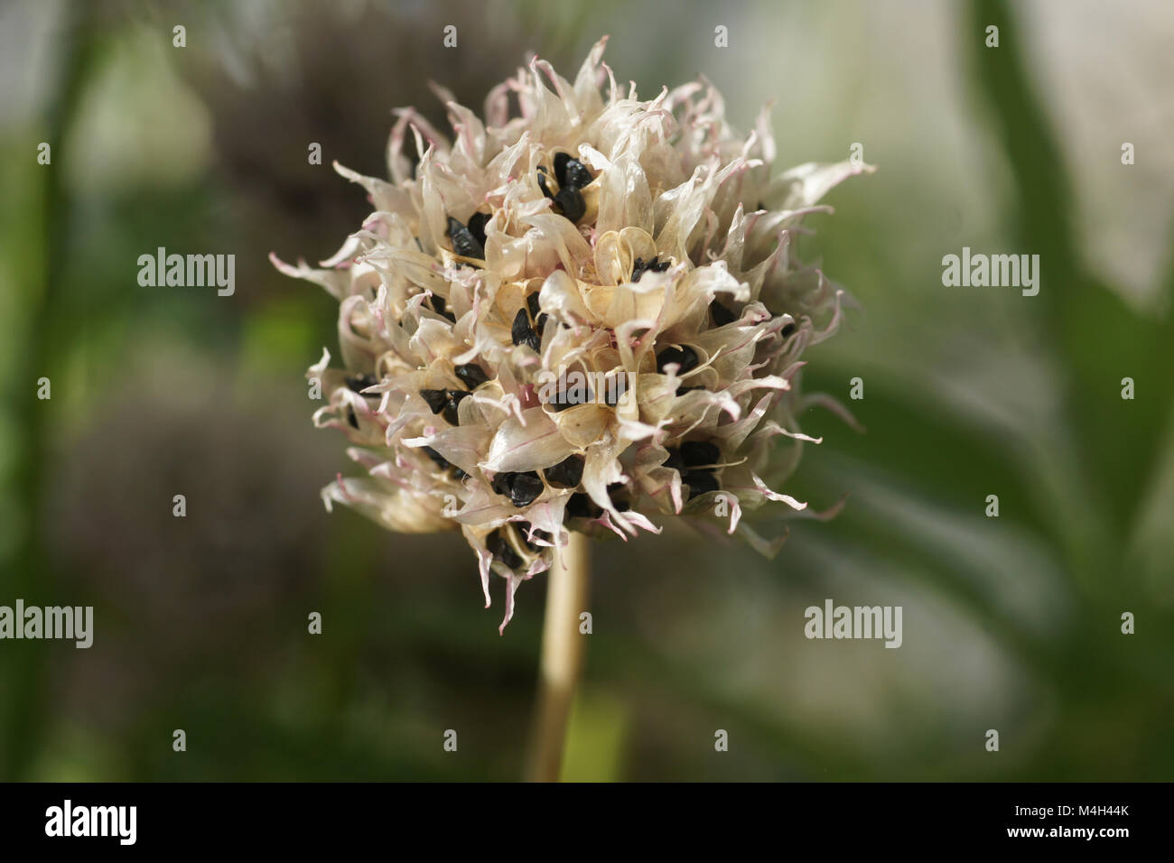 Allium schoenoprasum, chive, seed stem Stock Photo