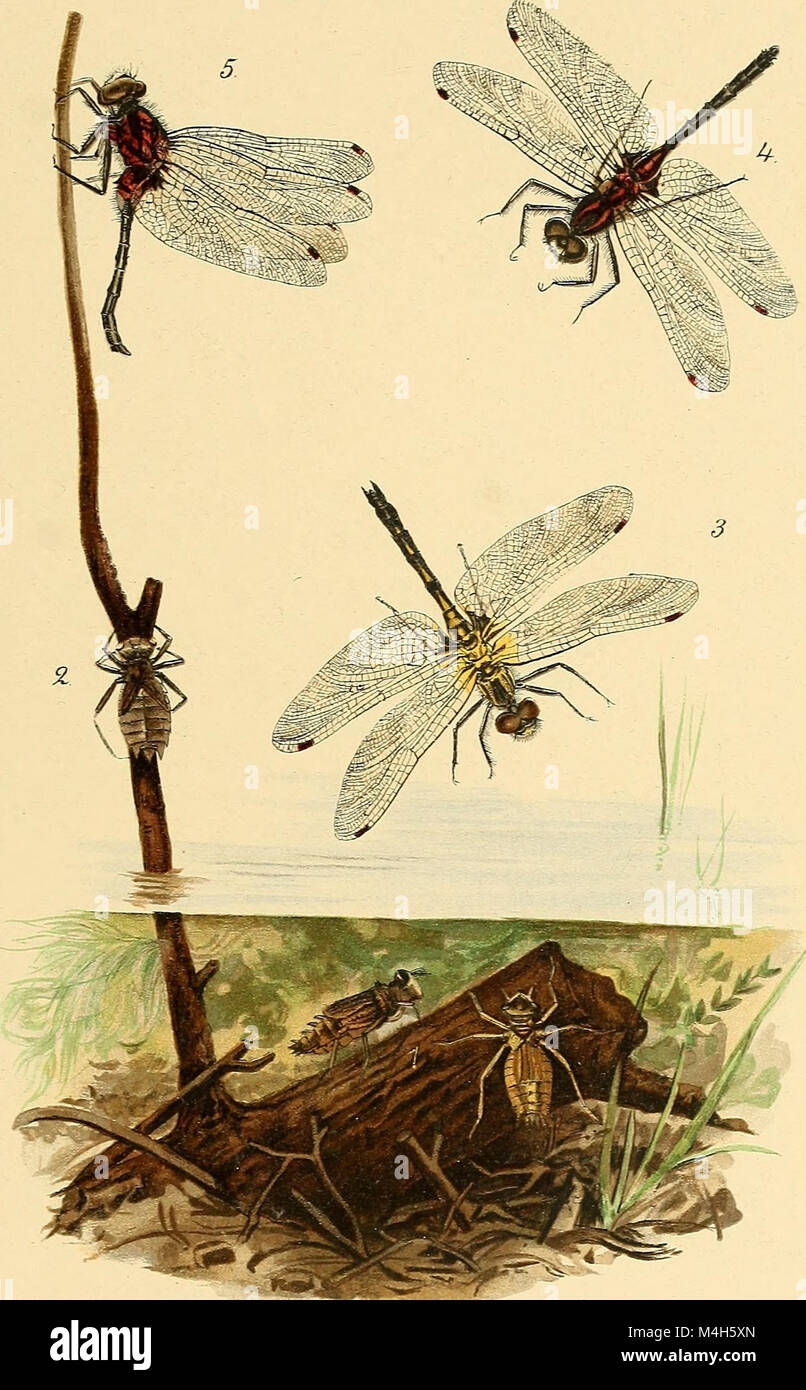The 1899 annual report from the Forest, Fish and Game Commission of New ...
