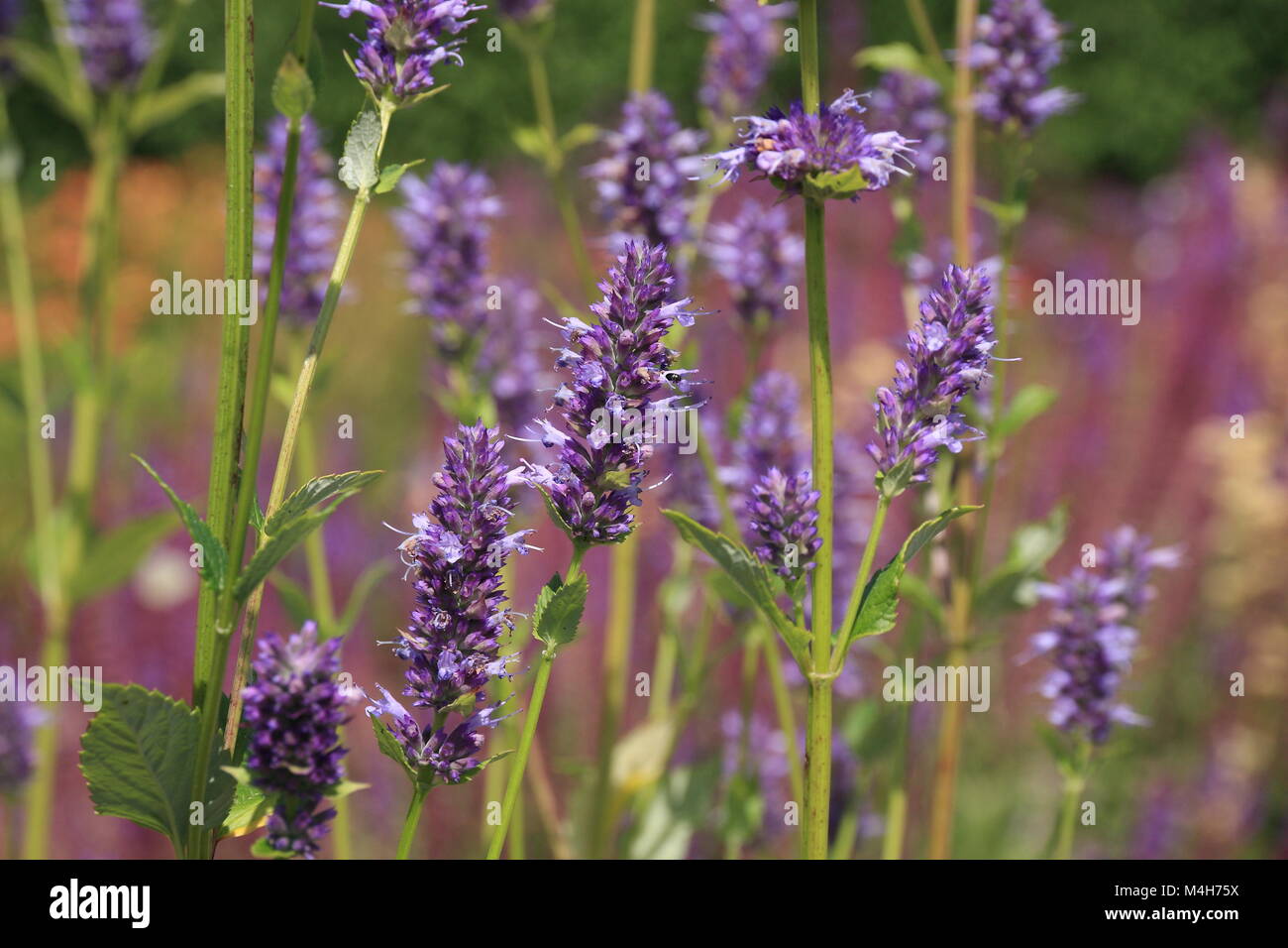 Purple flowering hyssop Stock Photo