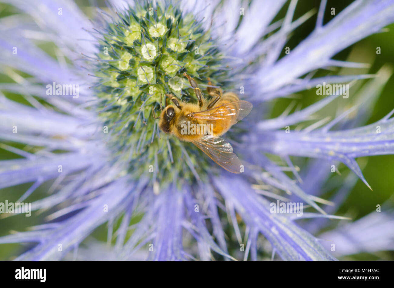 Sea Holly with bee close up Stock Photo
