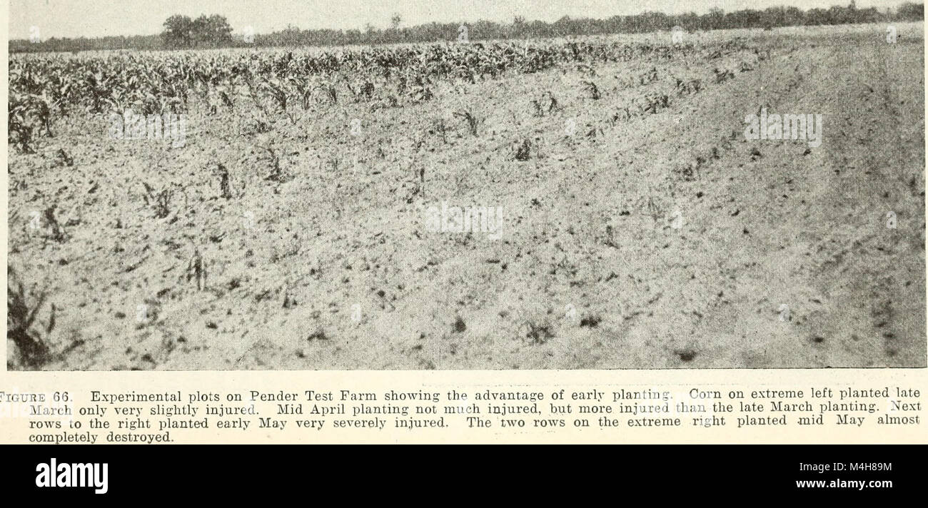Annual report of the North Carolina Agricultural Experiment Station (1917) (14770929901) Stock Photo
