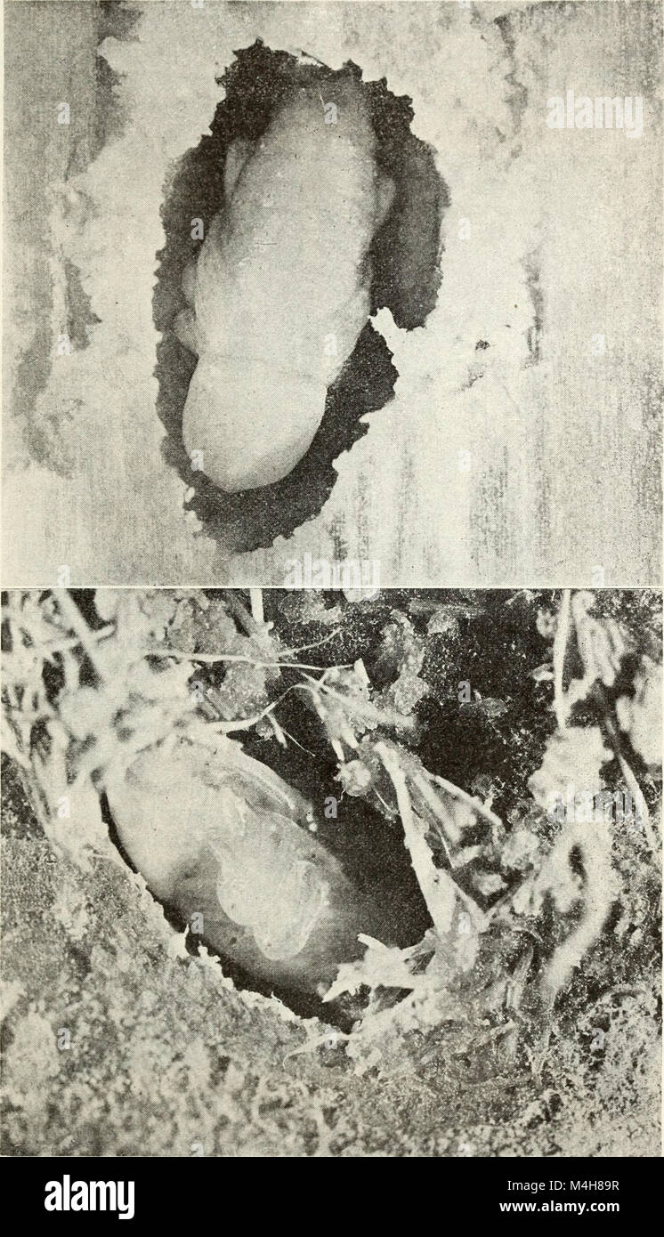 Annual report of the North Carolina Agricultural Experiment Station (1917) (14771736944) Stock Photo