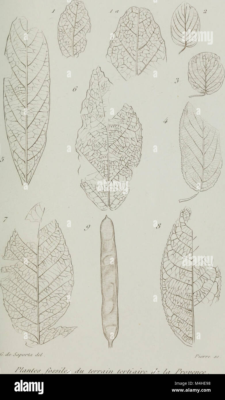 *Annales des Sciences Naturelles Botaniques* (1867) is a scientific ...