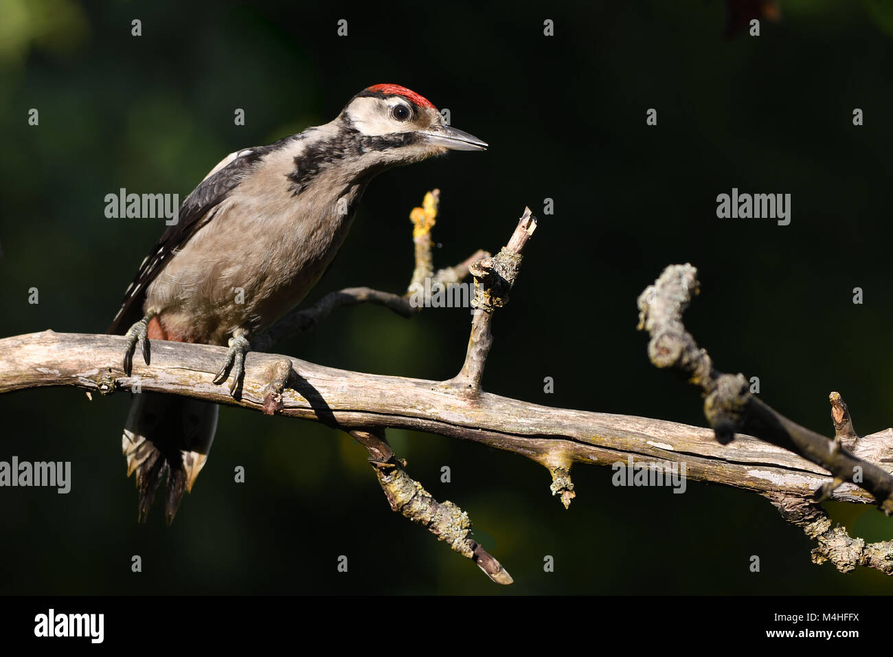 young great spotted woodpecker Stock Photo - Alamy