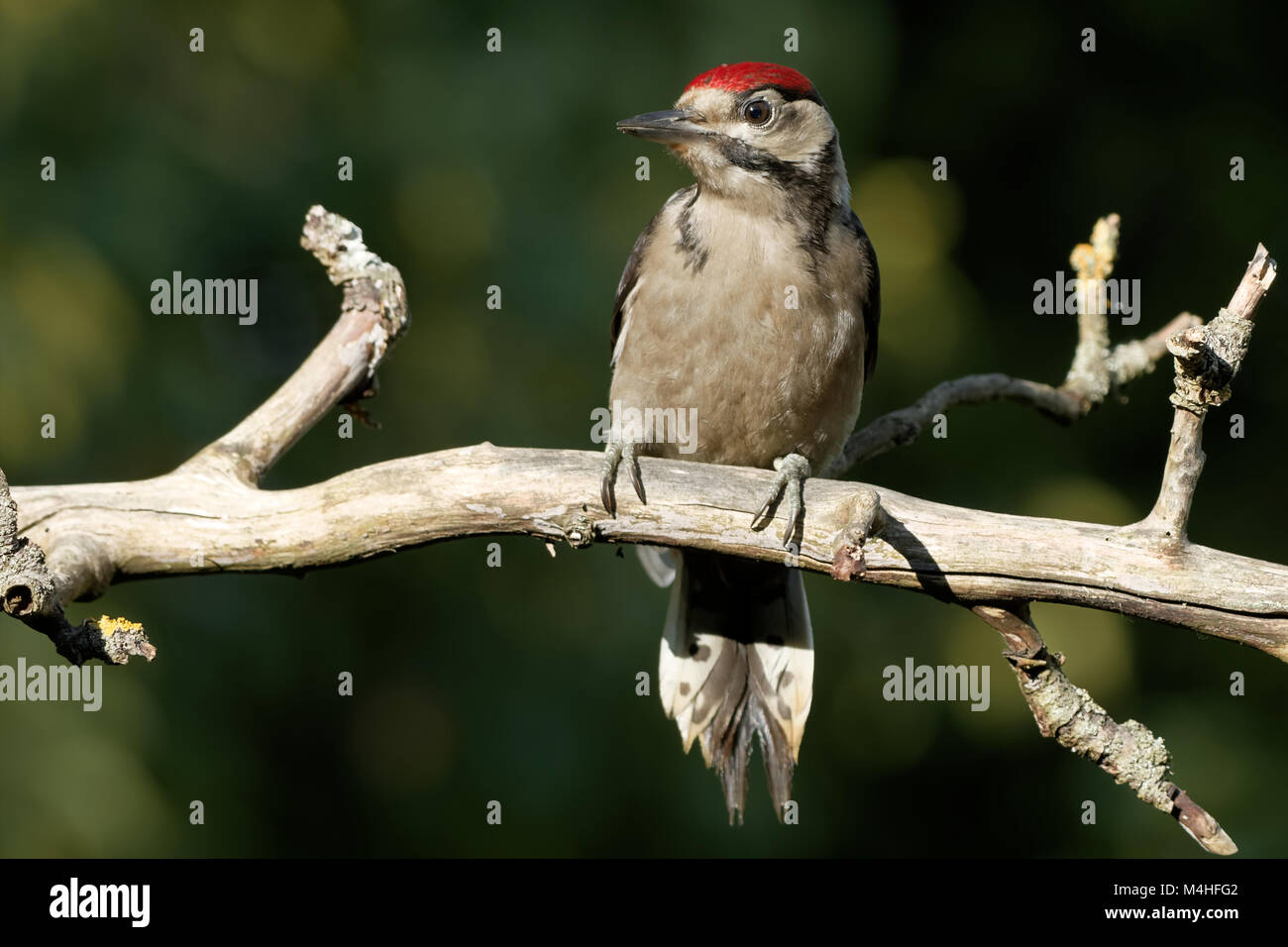 young great spotted woodpecker Stock Photo - Alamy