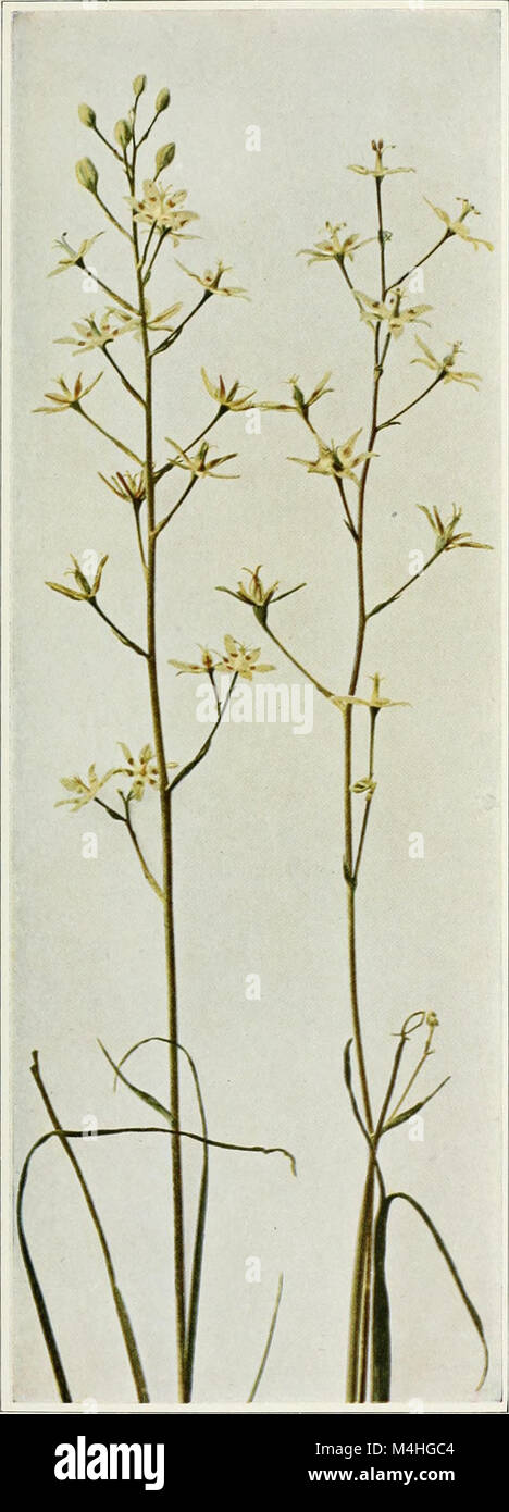 Anticlea elegans WFNY-009A (18239320970) Stock Photo