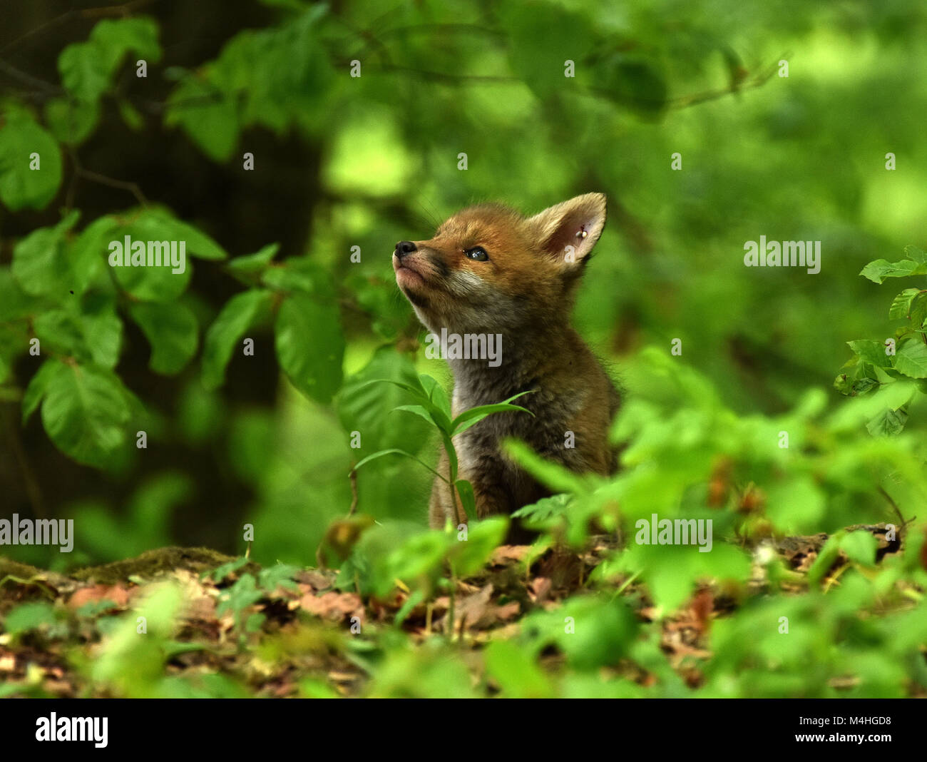 fox; puppy; whelp; Stock Photo