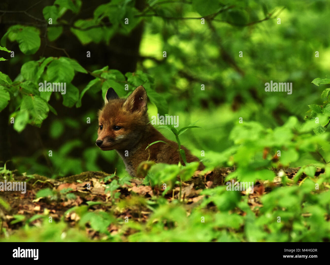 fox; puppy; whelp; Stock Photo