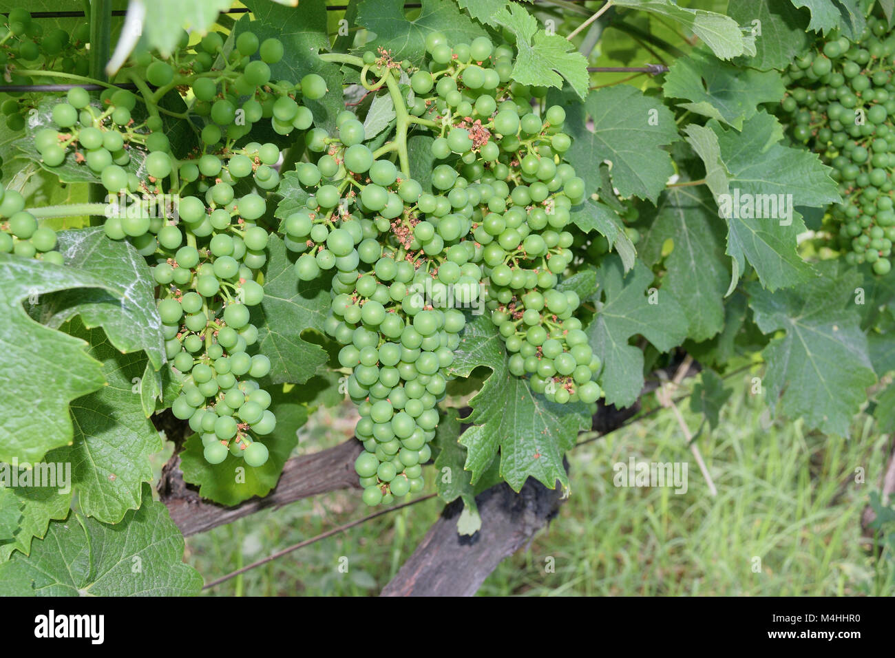 Close up of grape unripe on the plant Stock Photo Alamy
