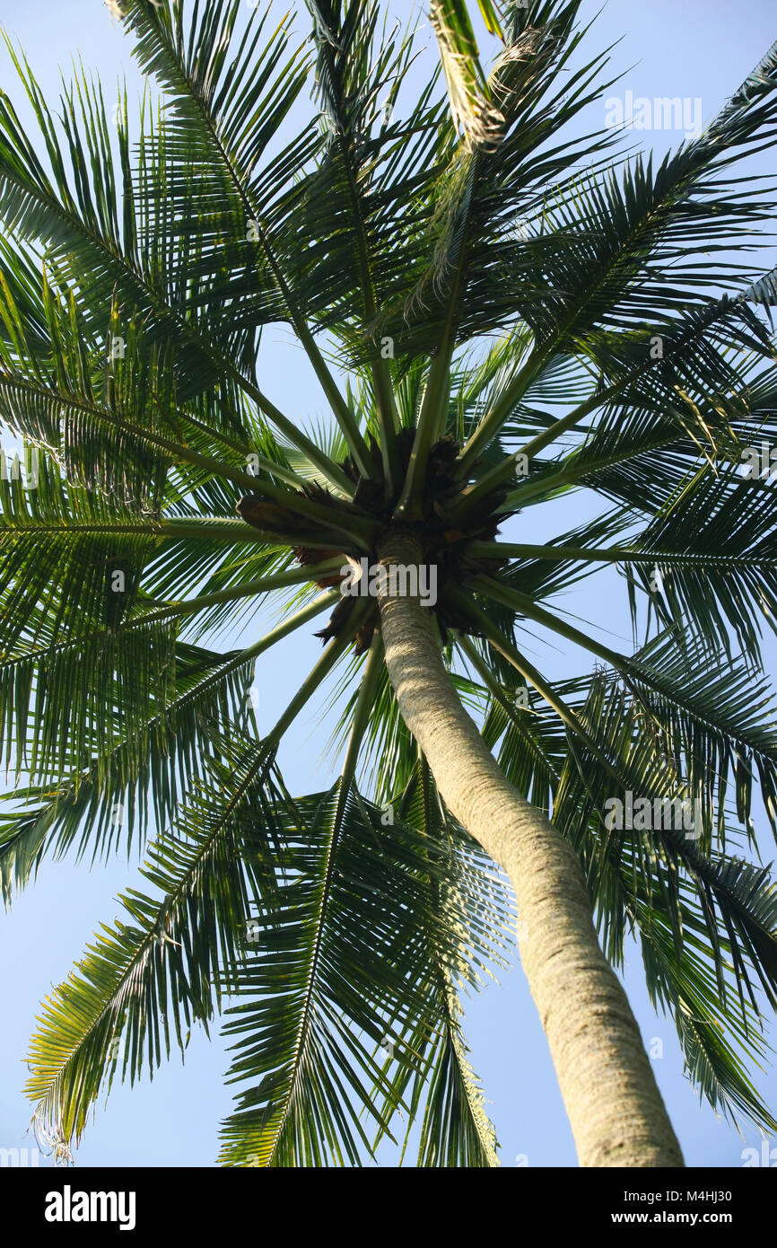 Rownd Tree Coco Tree of a coco the bottom view Stock Photo - Alamy