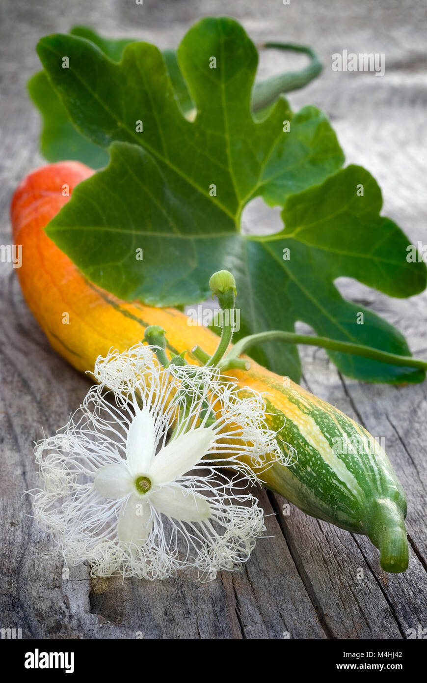 fruits, leaves and flowers of snake gourd (Trichosanthes cucumerina var. anguina) Stock Photo