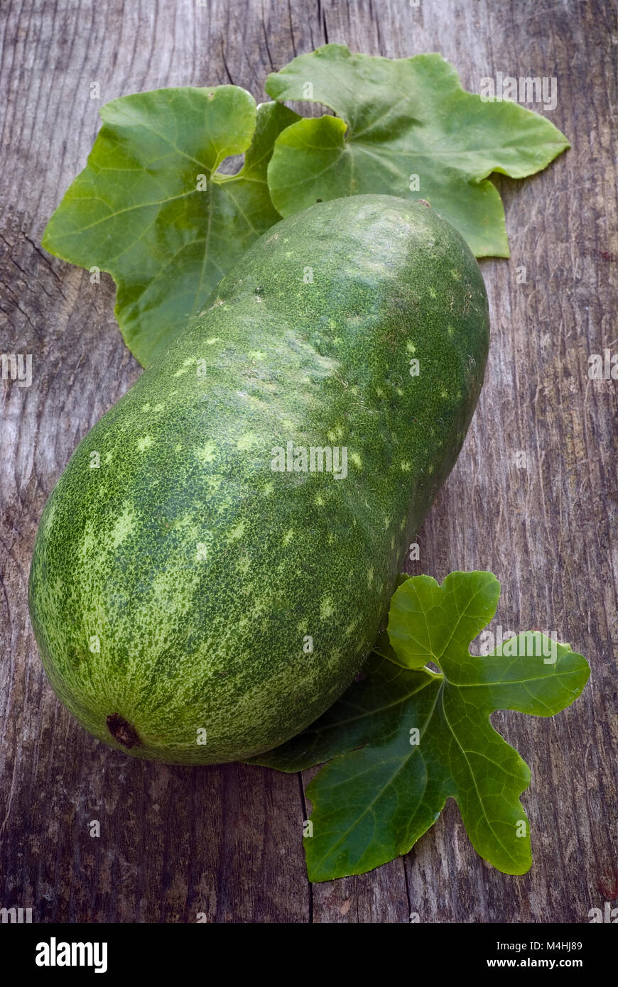 Winter melon (Benincasa hispida) is an unusual vegetable native to southeast asia Stock Photo