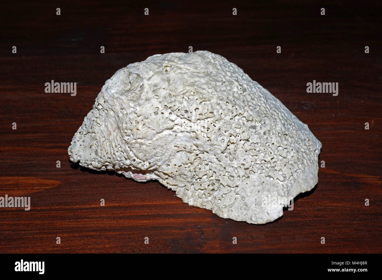 multiple shell profiles hi-res stock photography and... Fossil mollusc shell hi-res stock photography and images - Alamy