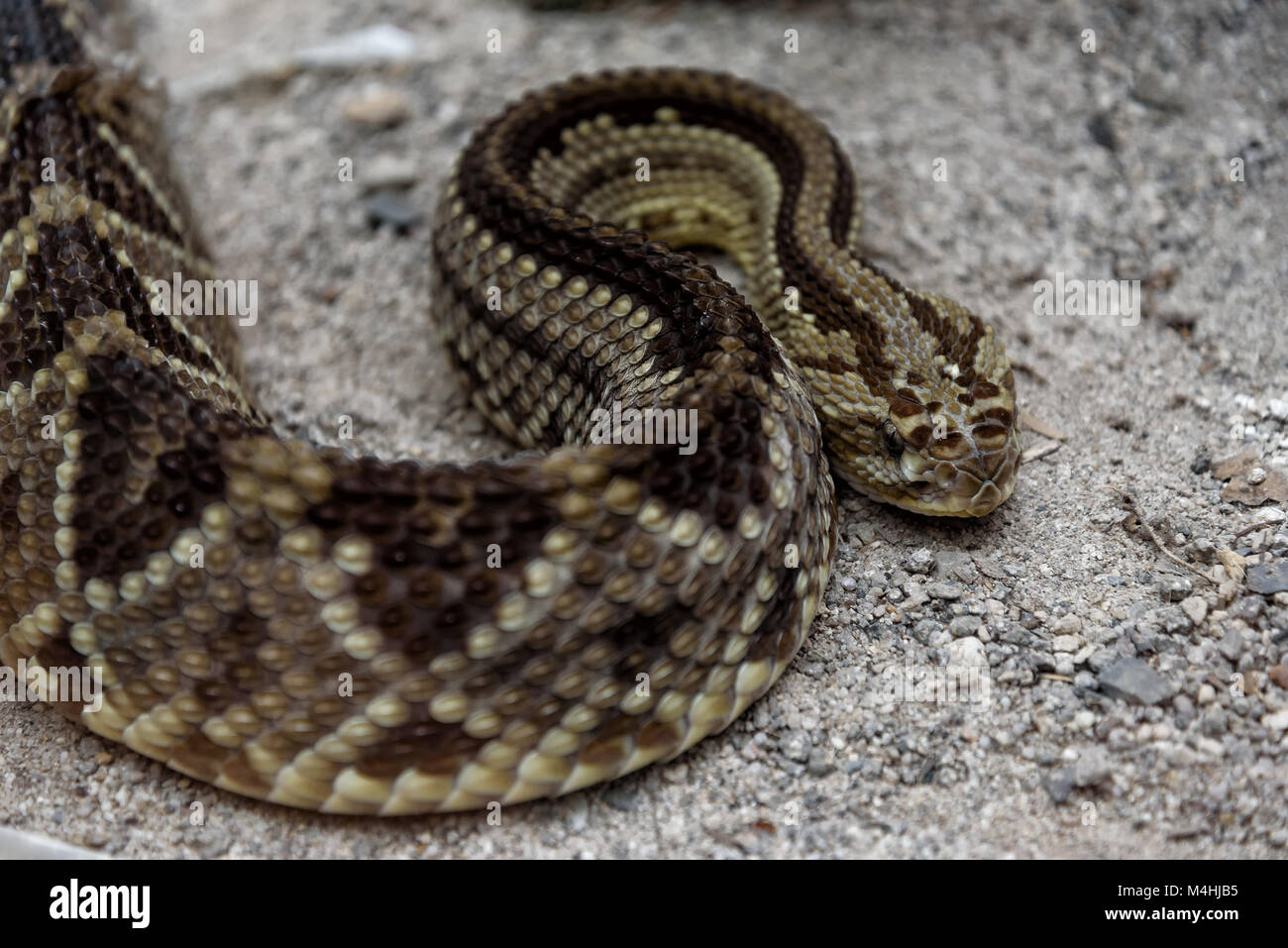 bushmaster 8e amazon