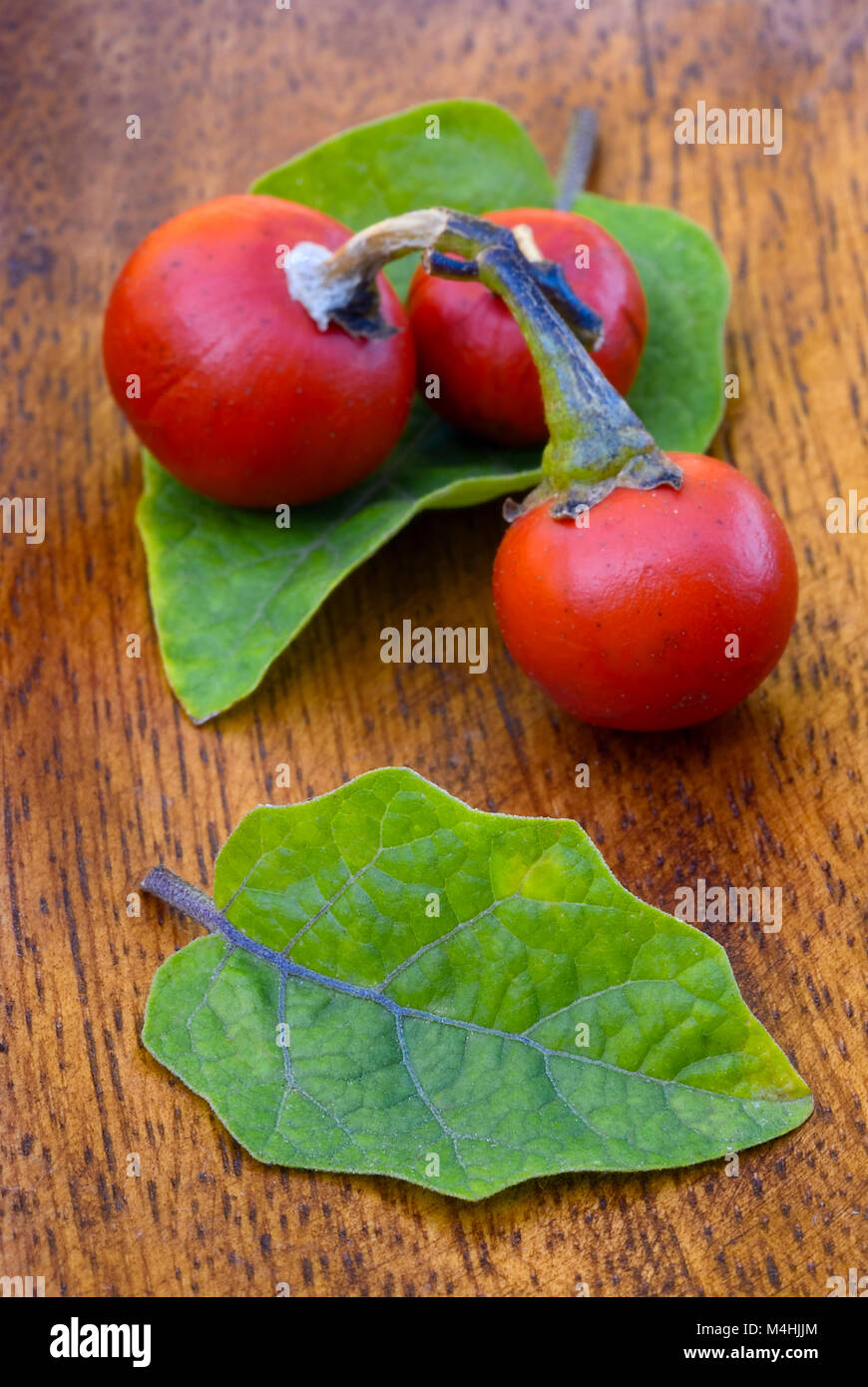 fruit and leaves of Cannibal's Tomato (Solanum uporo). Stock Photo