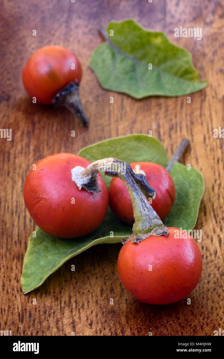 fruit and leaves of Cannibal's Tomato (Solanum uporo). Stock Photo