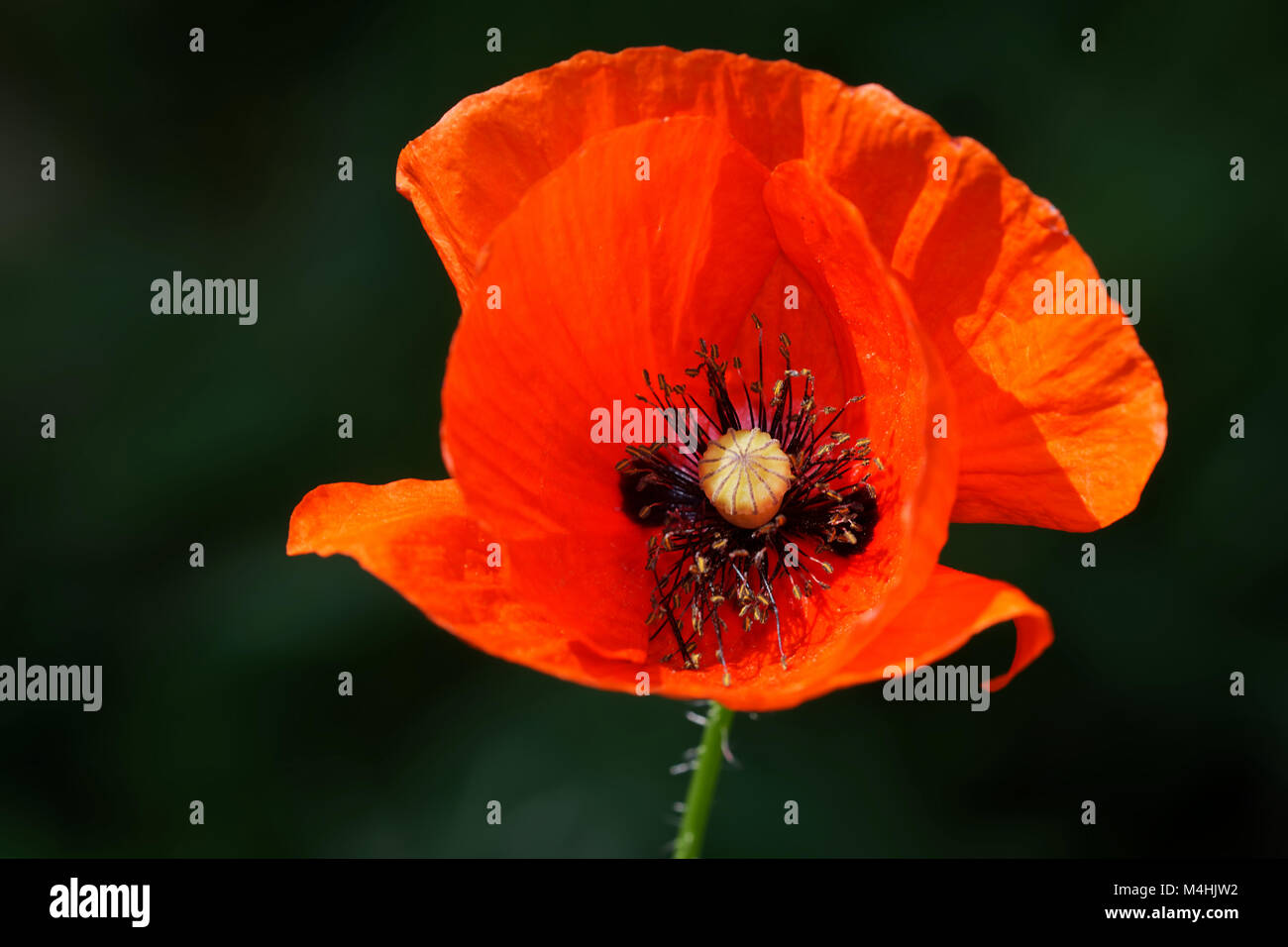 Beautiful poppy hi-res stock photography and images - Alamy