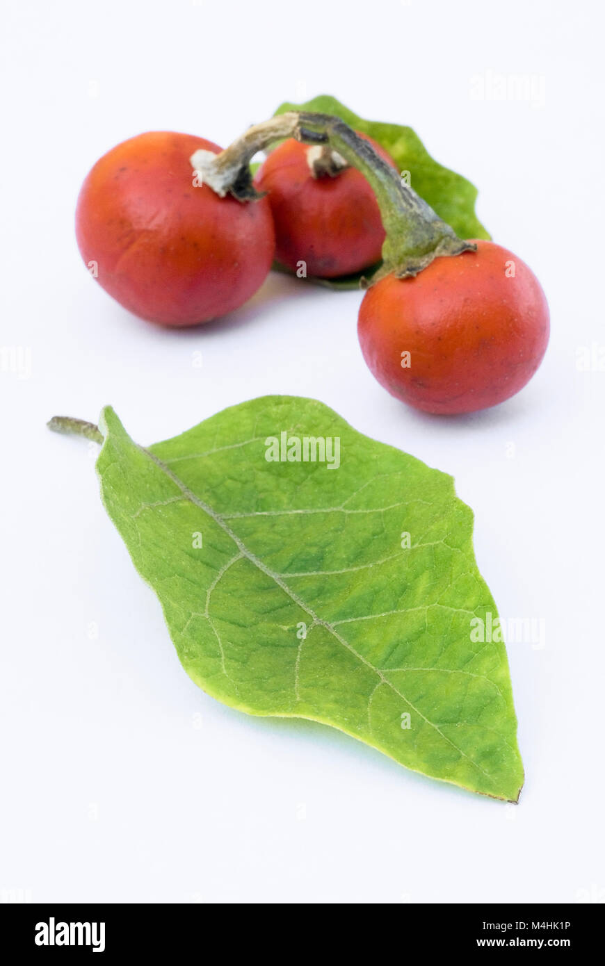 fruit and leaves of Cannibal's Tomato (Solanum uporo). Stock Photo
