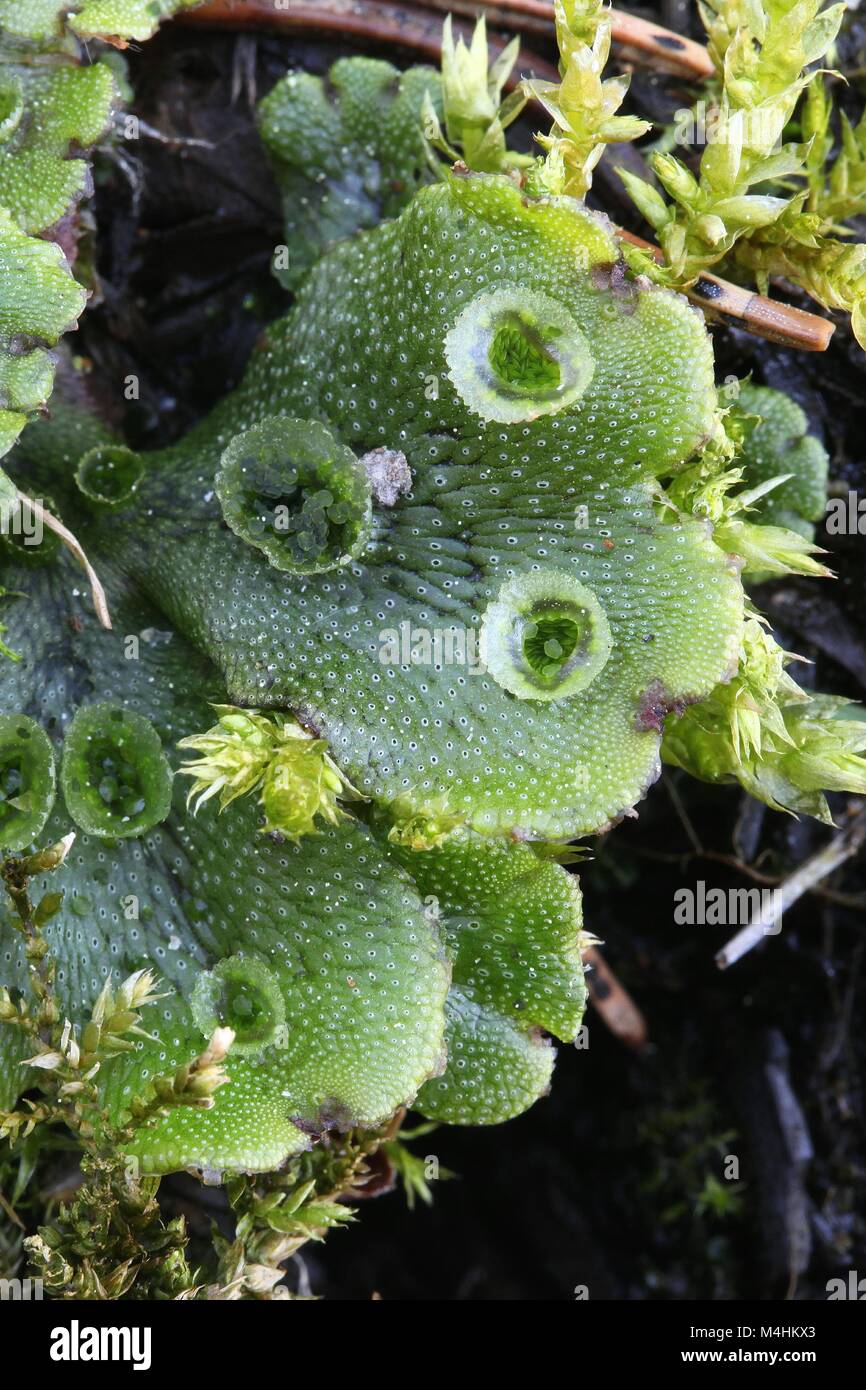 Umbrella liverwort moss, Marchantia polymorpha Stock Photo