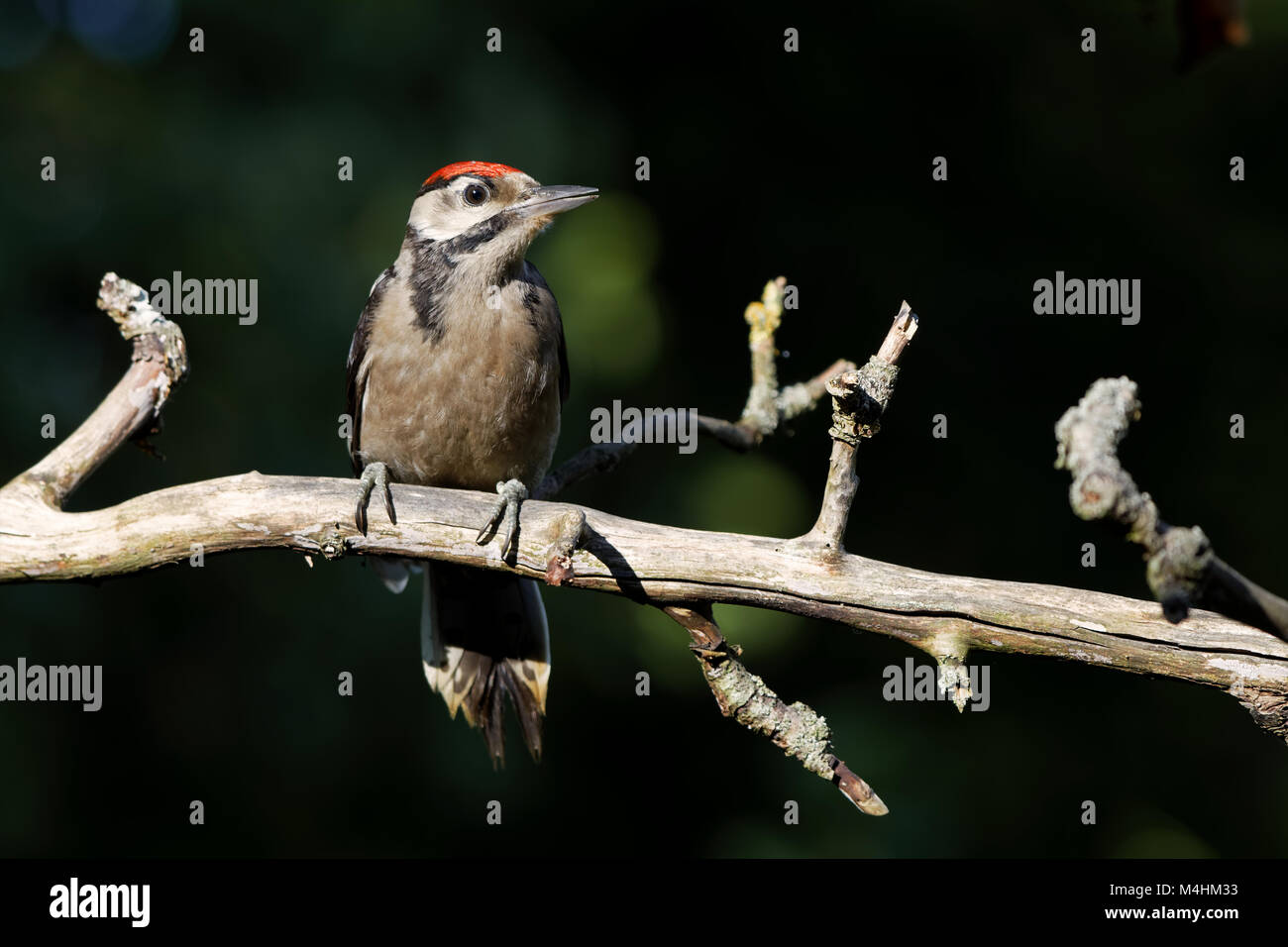young great spotted woodpecker Stock Photo - Alamy
