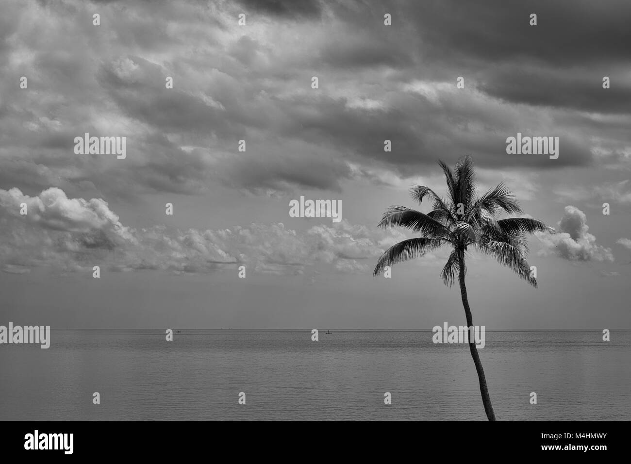 Palm tree Black and White Stock Photos & Images - Alamy