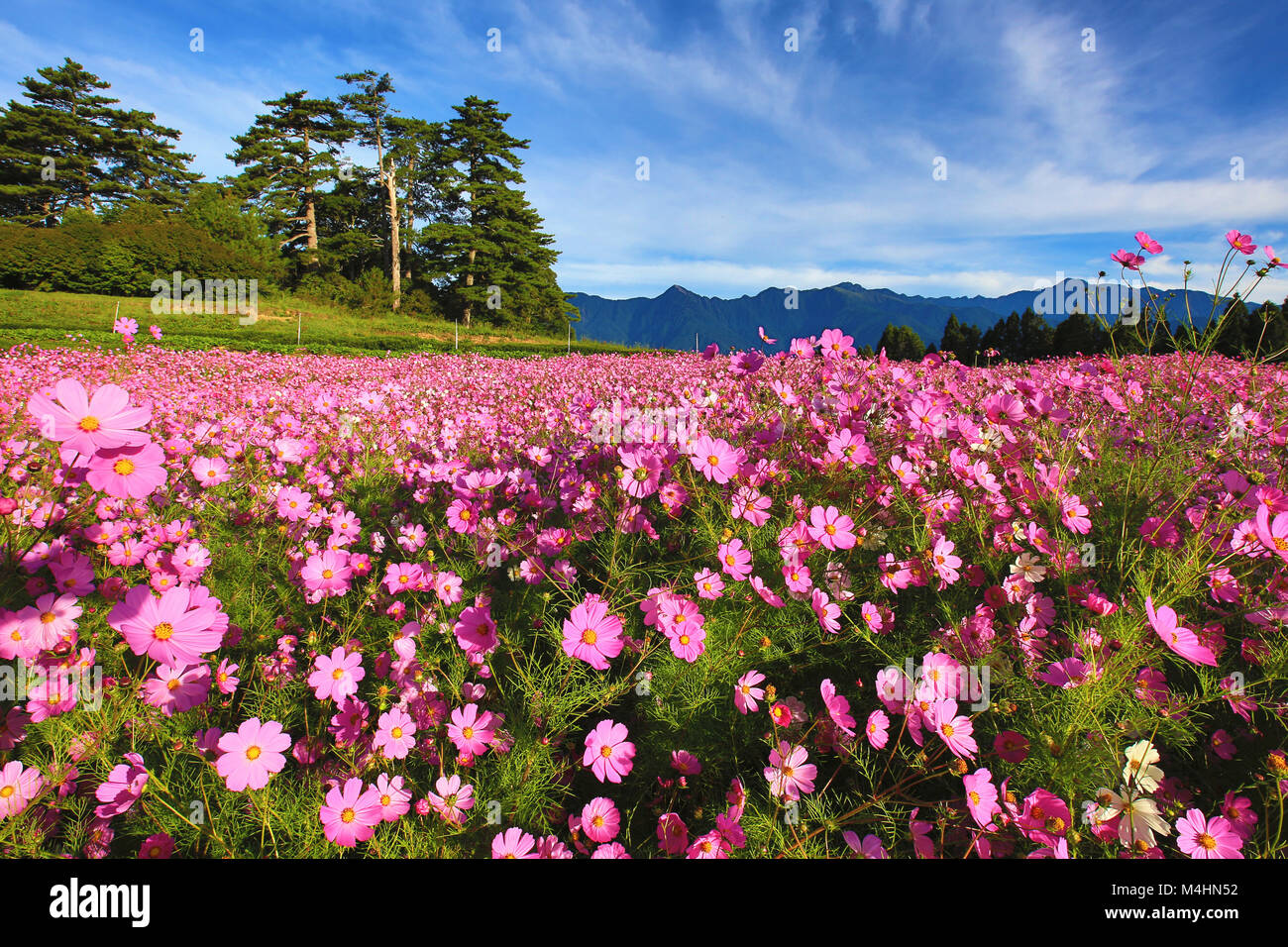 Beautiful scenery of flowers deals