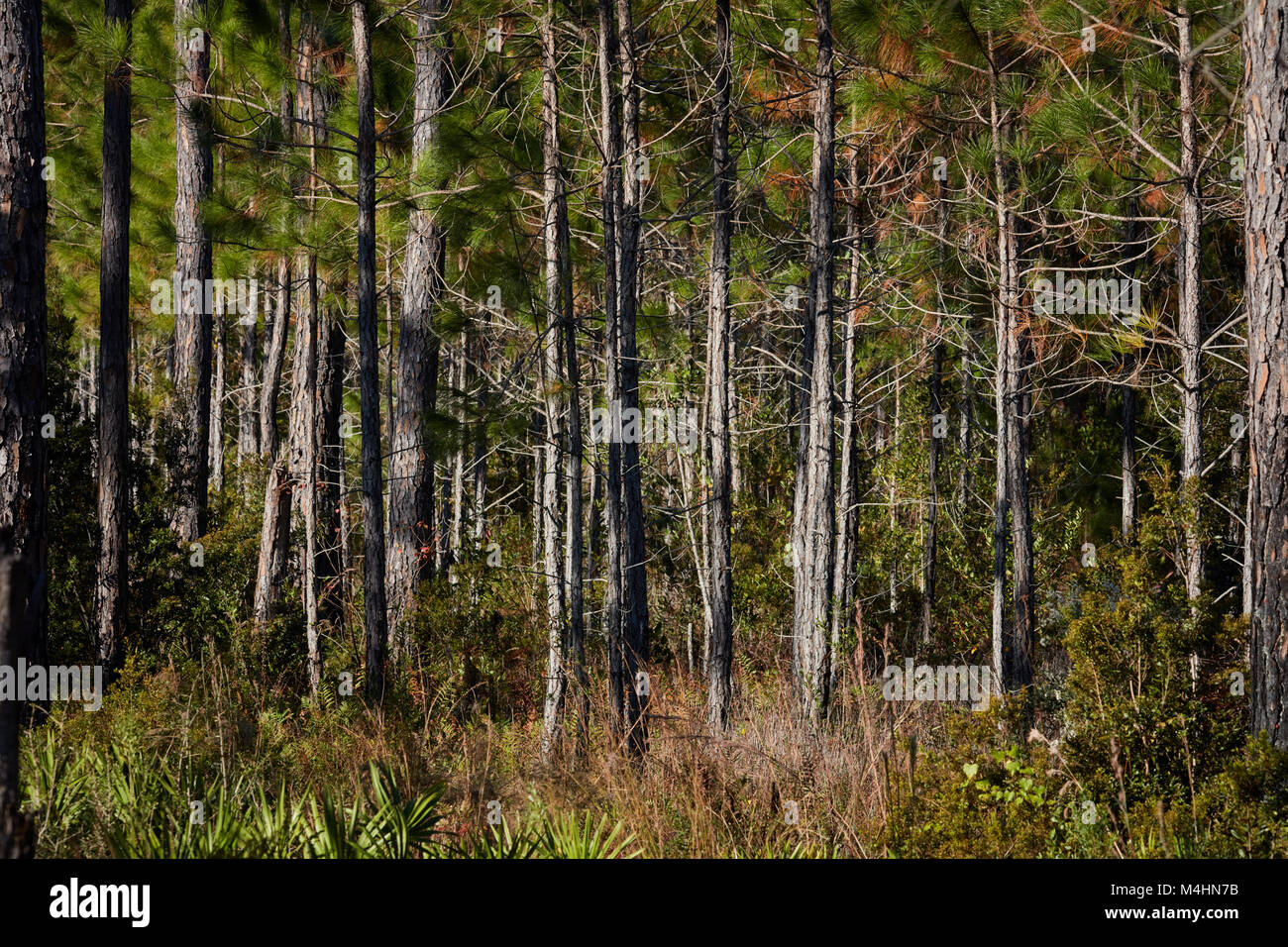 Pine Forest, Gulf State Park, Alabama Stock Photo