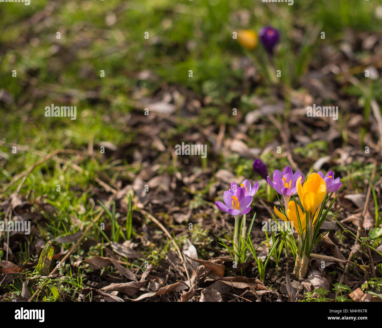Spring flowers on a bright sunny day Stock Photo